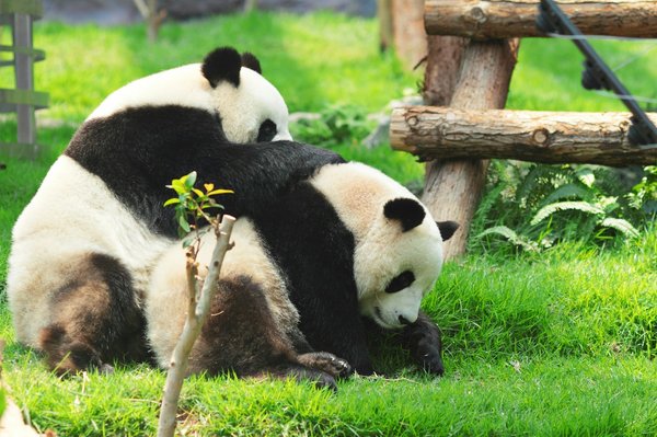 Comment organiser une visite des sanctuaires de pandas en Chine?
